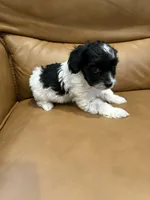 Billie, a male Yorkipoo for sale in Port Crane, NY – Photo 1 of 2