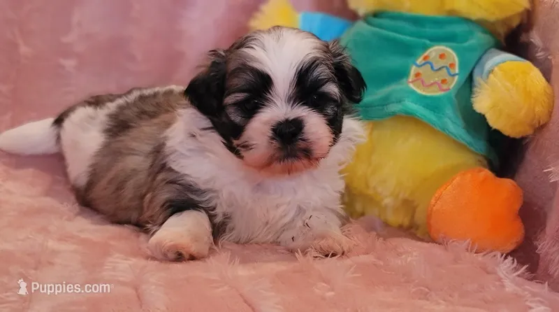 Darcy, a female Shih Tzu for sale in Port Crane, NY – Photo 1 of 2