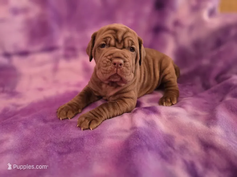 Princess coco – Neapolitan Mastiff puppy for sale in Port Crane, NY