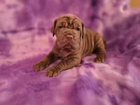 Princess coco, a female Neapolitan Mastiff for sale in Port Crane, NY – 1 of 3