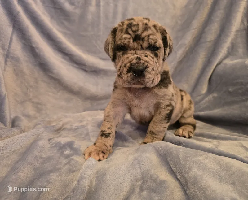 Dozer – Neapolitan Mastiff puppy for sale in Port Crane, NY
