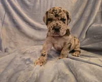 Dozer, a male Neapolitan Mastiff for sale in Port Crane, NY – 1 of 4
