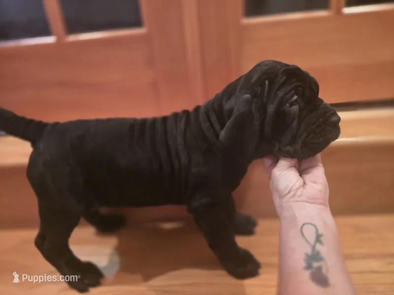 Ebony – American Mastiff puppy for sale in Port Crane, NY