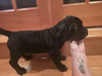 Ebony, a female American Mastiff for sale in Port Crane, NY – 1 of 5