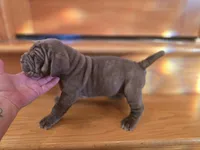 Princess coco, a female Neapolitan Mastiff for sale in Port Crane, NY – 2 of 3