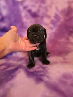 Brindle girl, a female American Mastiff for sale in Port Crane, NY – 2 of 3