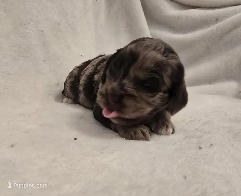 Female 3 – Cockapoo puppy for sale in Port Crane, NY