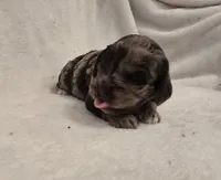 Female 3, a female Cockapoo for sale in Port Crane, NY – 1 of 3