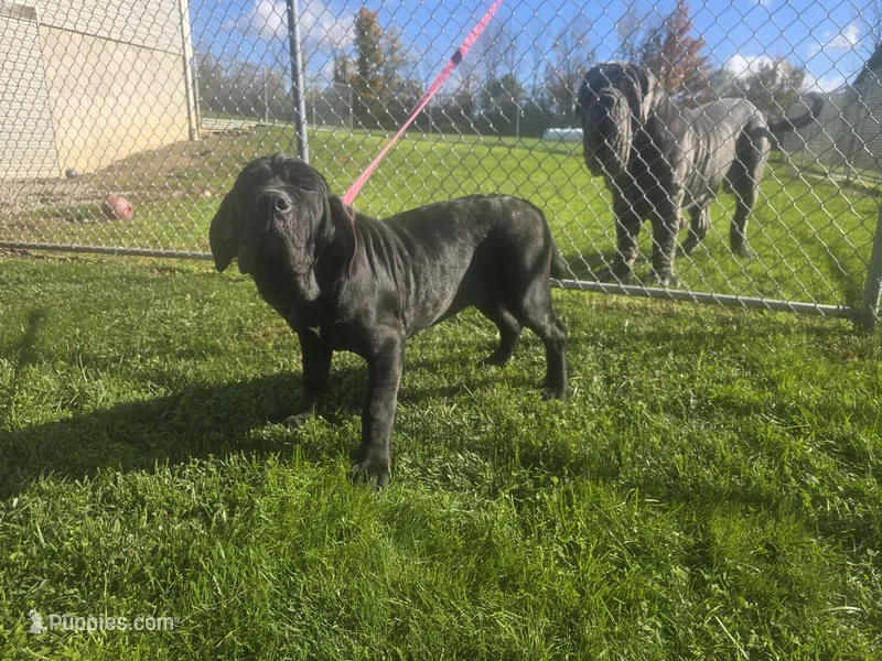 Black female – Neapolitan Mastiff puppy for sale in Port Crane, NY