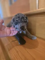 Dozer, a male American Mastiff for sale in Port Crane, NY – 3 of 7