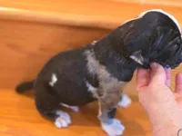 Panda, a male American Mastiff for sale in Port Crane, NY – Photo 2 of 3