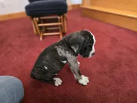 Panda, a male American Mastiff for sale in Port Crane, NY – Photo 3 of 3