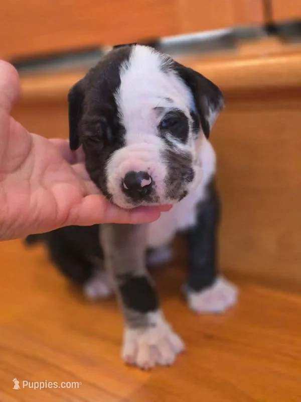 Panda, a male American Mastiff for sale in Port Crane, NY – Photo 1 of 3