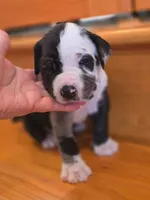 Panda, a male American Mastiff for sale in Port Crane, NY – Photo 1 of 3
