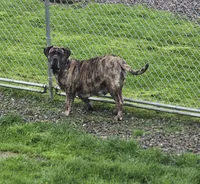 Brindle girl, a female Neapolitan Mastiff for sale in Port Crane, NY – 2 of 3