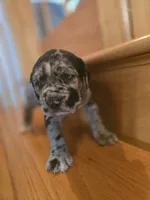 Theo, a male American Mastiff for sale in Port Crane, NY – 4 of 4
