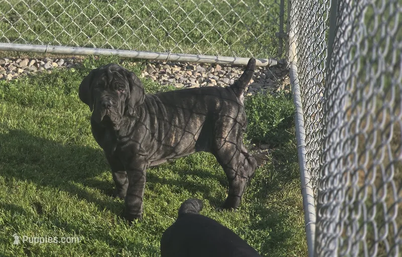 Ingrid – Great Dane, Neapolitan Mastiff puppy for sale in Port Crane, NY