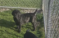 Ingrid, a female Great Dane and Neapolitan Mastiff for sale in Port Crane, NY – 2 of 4