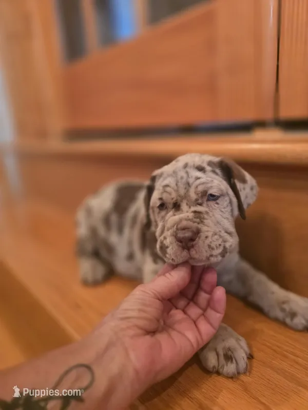 Merle girl – American Mastiff puppy for sale in Port Crane, NY