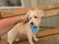 Theo, a male Westiepoo for sale in Port Crane, NY – 2 of 2