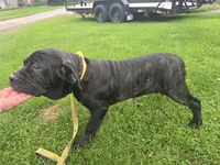 Black female, a female Neapolitan Mastiff for sale in Port Crane, NY – 4 of 4