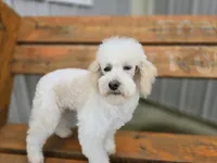 Arron, a male Poodle - Miniature  for sale in Port Crane, NY – Photo 3 of 3