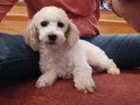 Arron, a male Poodle - Miniature  for sale in Port Crane, NY – Photo 1 of 3