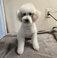 Arron, a male Poodle - Miniature  for sale in Port Crane, NY – Photo 2 of 3