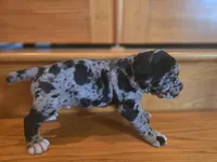 Theo, a male American Mastiff for sale in Port Crane, NY – 3 of 4