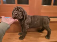 Princess coco, a female Neapolitan Mastiff for sale in Port Crane, NY – 3 of 5