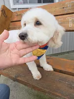 Harvet, a male Bichpoo for sale in Port Crane, NY – Photo 2 of 2