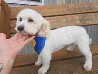 Harvet, a male Bichpoo for sale in Port Crane, NY – Photo 1 of 2