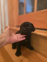 Ebony, a female American Mastiff for sale in Port Crane, NY – 3 of 5