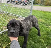Brindle girl, a female Neapolitan Mastiff for sale in Port Crane, NY – 6 of 7