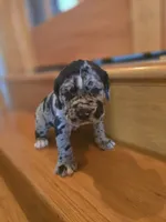 Theo, a male American Mastiff for sale in Port Crane, NY – 2 of 4
