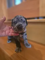 Ozzy, a male American Mastiff for sale in Port Crane, NY – 2 of 3