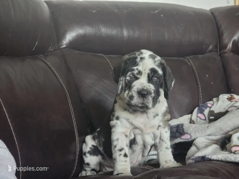 Daphne – Neapolitan Mastiff puppy for sale in Port Crane, NY