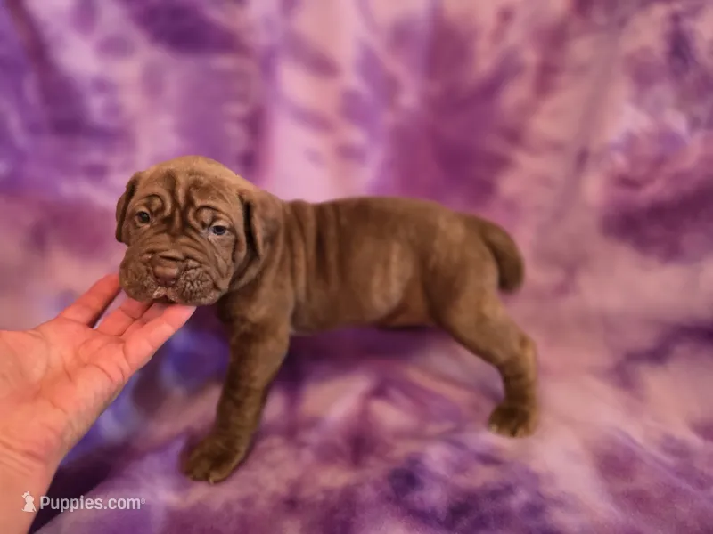 Coco – American Mastiff puppy for sale in Port Crane, NY