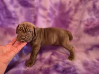 Coco, a female American Mastiff for sale in Port Crane, NY – 1 of 4