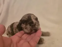 Female 2, a female Cockapoo for sale in Port Crane, NY – 3 of 3