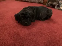 Ingrid, a female Neapolitan Mastiff for sale in Port Crane, NY – 2 of 2