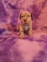 Merle girl, a female American Mastiff for sale in Port Crane, NY – 3 of 3