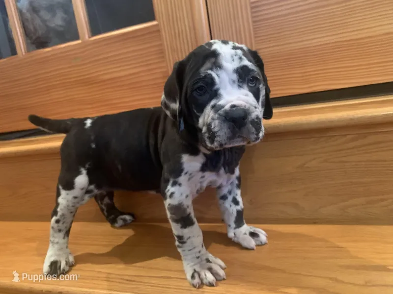 Grace, a female American Mastiff for sale in Port Crane, NY – Photo 1 of 4