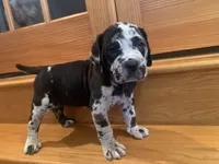 Grace, a female American Mastiff for sale in Port Crane, NY – Photo 1 of 4