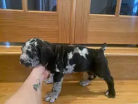 Grace, a female American Mastiff for sale in Port Crane, NY – Photo 2 of 4