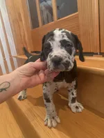 Grace, a female American Mastiff for sale in Port Crane, NY – Photo 3 of 4