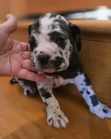 Grace, a female American Mastiff for sale in Port Crane, NY – Photo 4 of 4