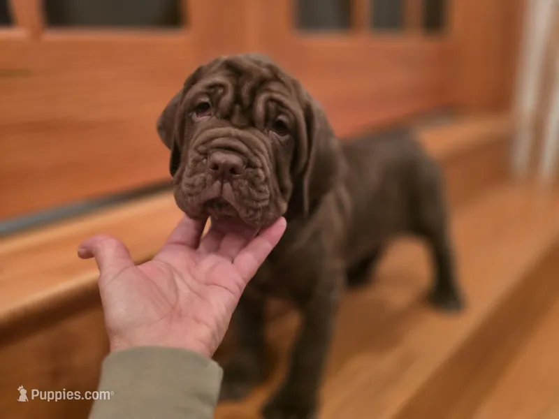 Princess coco – Neapolitan Mastiff puppy for sale in Port Crane, NY