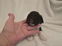 Male 1, a female Cockapoo for sale in Port Crane, NY – 2 of 3