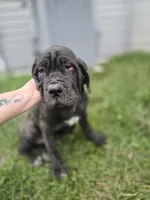 Ingrid, a male Great Dane and Neapolitan Mastiff for sale in Port Crane, NY – Photo 1 of 2